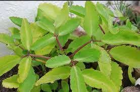 पेटमा ग्यास भरिने समस्या छ भने खानुहोस् यो बिरुवाको पात