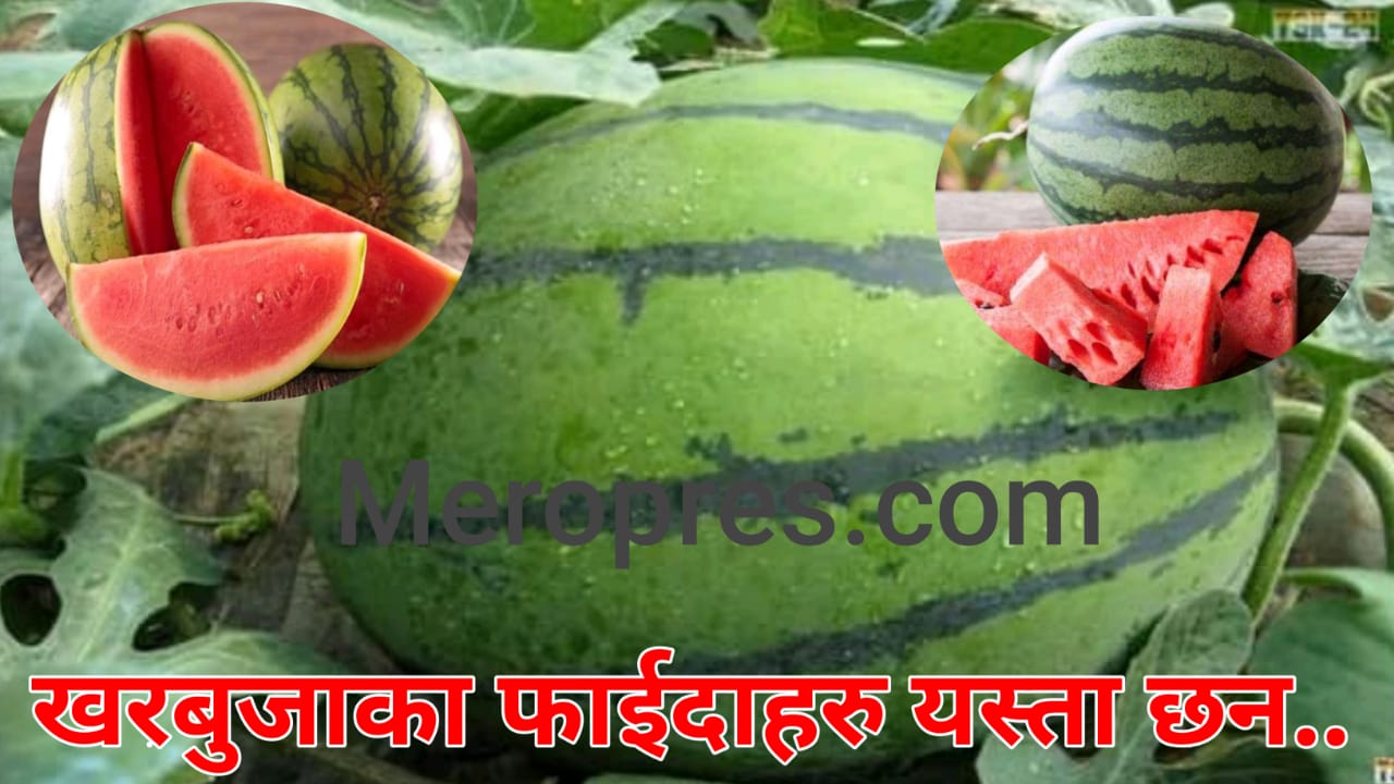 गर्मीको समयमा खरबुजा खानुका फाइदा थाहा पाउनुहोस् ।